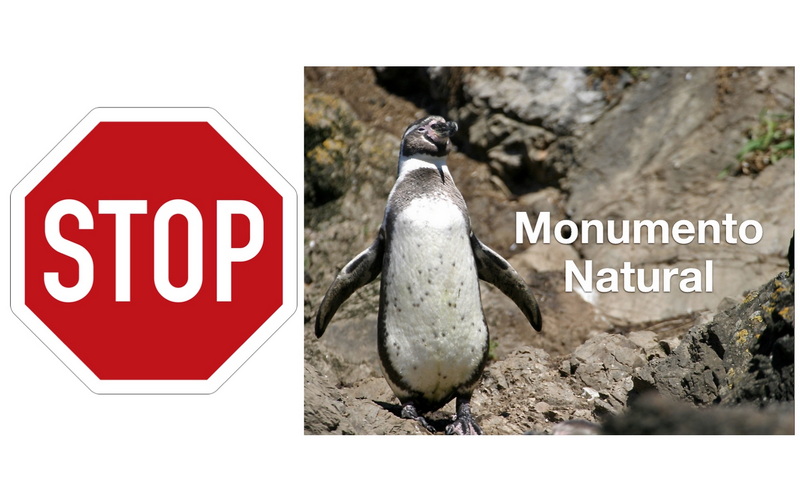 Regierung Kast stoppt Maßnahme zum Schutz des Humboldt-Pinguins